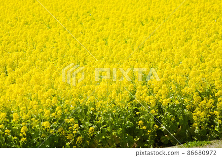 油菜花遍地盛開 油菜花遍地盛開 86680972