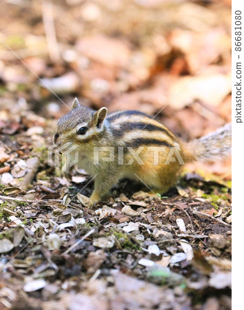 Chipmunk Chipmunk 86681080