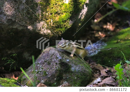Chipmunk Chipmunk 86681172
