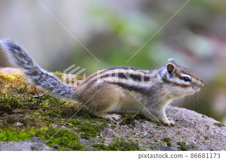 Chipmunk Chipmunk 86681173
