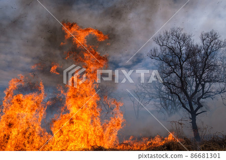 Burning tree shadow Burning tree shadow 86681301
