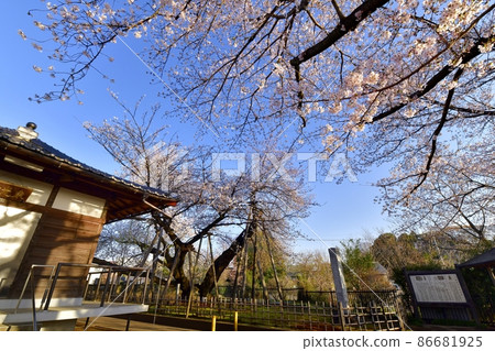 轄區內的石垣櫻、東光寺和櫻花 86681925