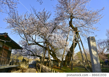 Ishitokaba Zakura, Tokoji Temple and Sakura in the precincts Ishitokaba Zakura, Tokoji Temple and Sakura in the precincts 86681930