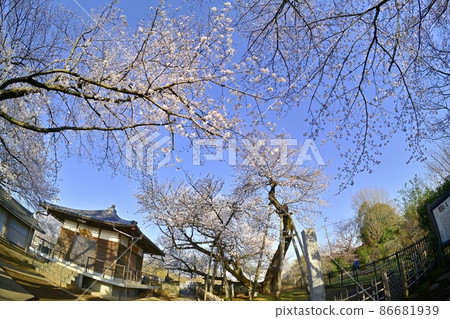 Ishitokaba Zakura, Tokoji Temple and Sakura in the precincts Ishitokaba Zakura, Tokoji Temple and Sakura in the precincts 86681939