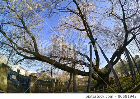 Ishitokaba Zakura (in the precincts of Tokoji Temple) Ishitokaba Zakura (in the precincts of Tokoji Temple) 86681942