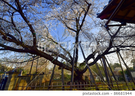 Ishitokaba Zakura (in the precincts of Tokoji Temple) Ishitokaba Zakura (in the precincts of Tokoji Temple) 86681944