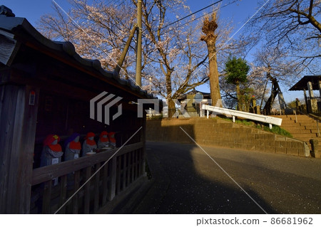 Ishitokaba Zakura, Tokoji Temple, Sakura in the precincts, Jizo hut Ishitokaba Zakura, Tokoji Temple, Sakura in the precincts, Jizo hut 86681962