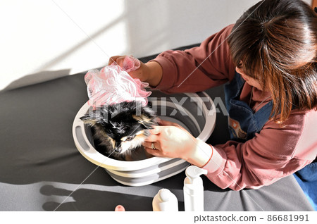 吉娃娃犬美容護理 吉娃娃犬美容護理 86681991