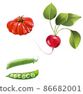 Illustrated vegetable set-tomatoes, radishes, green peas 86682001