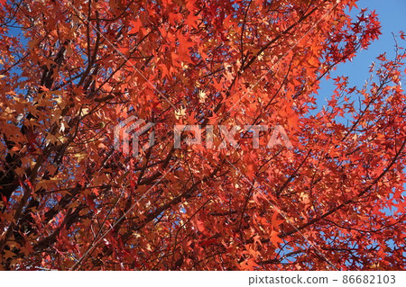 Autumn leaves 86682103