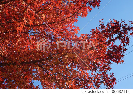 Autumn leaves 86682114