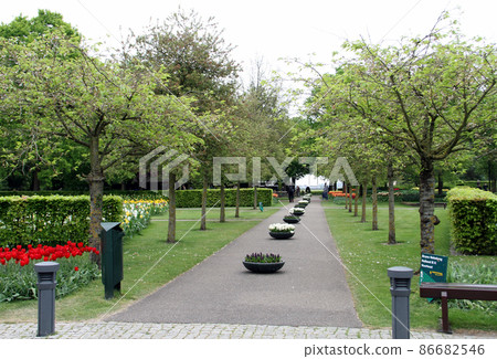 The vast flower field of Keukenhof Park The vast flower field of Keukenhof Park 86682546