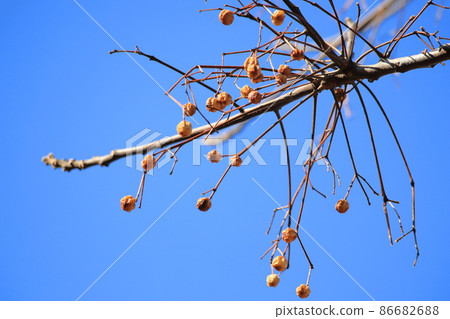 Flowers and buds of Adonis ramosa 86682688