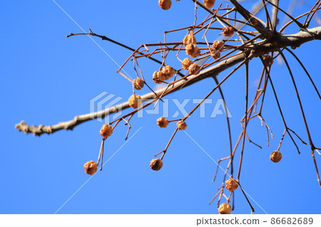 Flowers and buds of Adonis ramosa 86682689