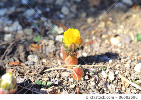 Flowers and buds of Adonis ramosa 86682696