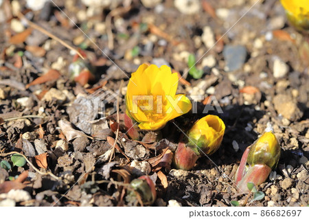 Flowers and buds of Adonis ramosa 86682697