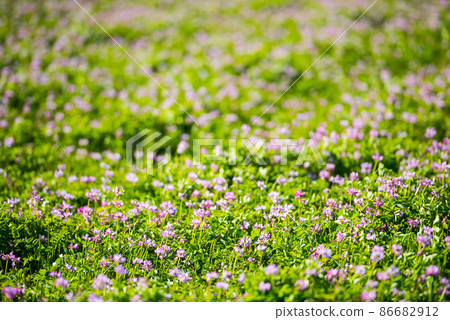 Cute astragalus grass that I rarely see now / 86682912