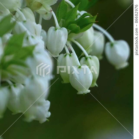 可愛的豆田辻 * 方形組成 可愛的豆田辻 * 方形組成 86682976