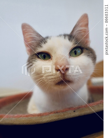 A cat with a sly face A cat with a sly face 86683311
