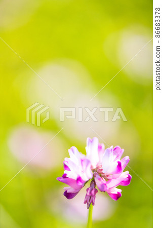 Cute astragalus grass that I rarely see now / 86683378