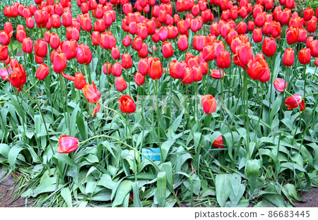 鬱金香領域在Keukenhof公園 鬱金香領域在Keukenhof公園 86683445