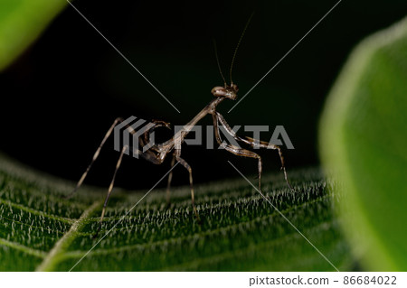 Small Mantid nymph 86684022