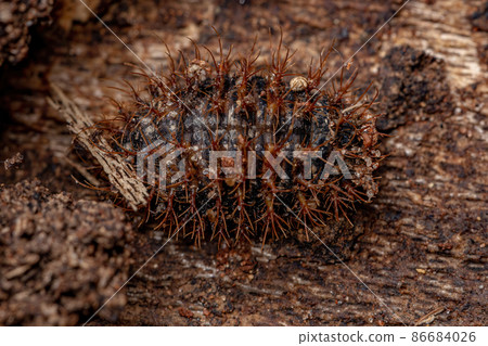 Pleasing Fungus Beetle Larvae 86684026