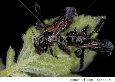 Adult Apine Bee Adult Apine Bee 86684030