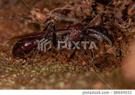 Adult Bullet Ant Queen 86684032