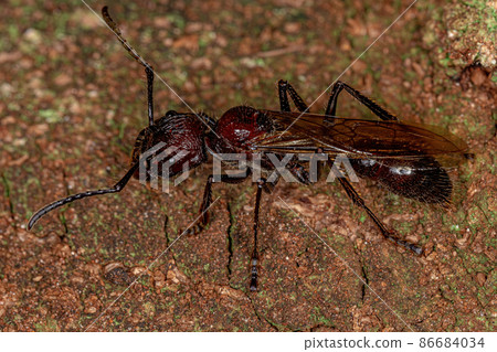 Adult Bullet Ant Queen 86684034