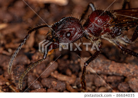 Adult Bullet Ant Queen 86684035