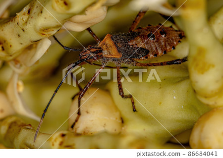 Leaf footed Bug Nymph Leaf footed Bug Nymph 86684041
