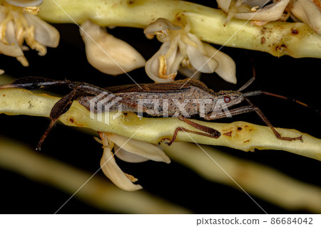 Adult Leaf footed Bug Adult Leaf footed Bug 86684042