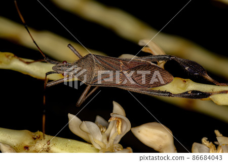 Adult Leaf footed Bug Adult Leaf footed Bug 86684043