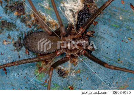 Adult Recluse Spider 86684050