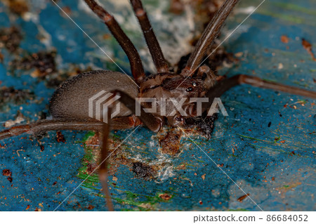 Adult Recluse Spider 86684052