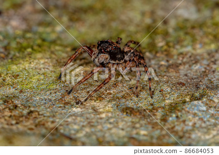 Small Jumping spider 86684053