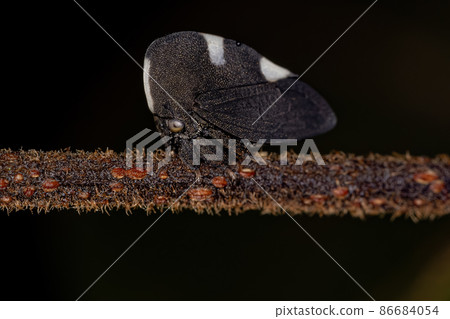 Adult Black-and-white Treehopper 86684054