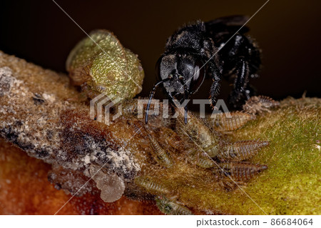 Adult Typical Treehopper with nymphs and a Adult Stingless Bee Adult Typical Treehopper with nymphs and a Adult Stingless Bee 86684064