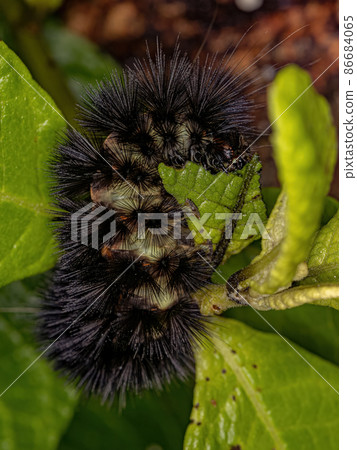 Tiger Moth Caterpillar Tiger Moth Caterpillar 86684065