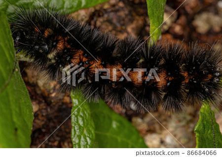 Tiger Moth Caterpillar Tiger Moth Caterpillar 86684066
