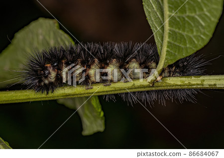 Tiger Moth Caterpillar 86684067