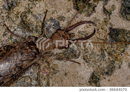 Adult Male Dobsonfly Insect Adult Male Dobsonfly Insect 86684070