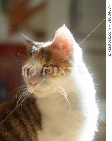 A calico kitten that falls in love with something 86684077