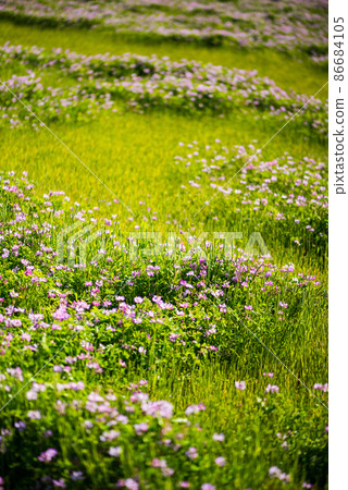 Cute astragalus grass that I rarely see now / 86684105