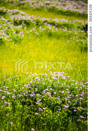 Cute astragalus grass that I rarely see now / 86684106