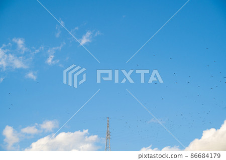 Flock of birds and electric wires 86684179