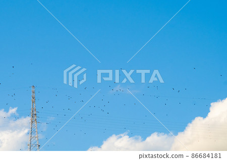鳥群和電線 86684181