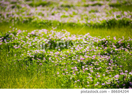 Cute astragalus grass that I rarely see now / 86684204