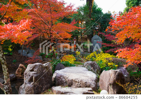 京都長岡天滿宮錦景園的秋葉 京都長岡天滿宮錦景園的秋葉 86684255